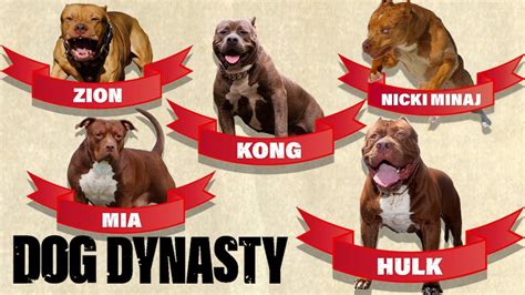 dog dynasty hulk died.